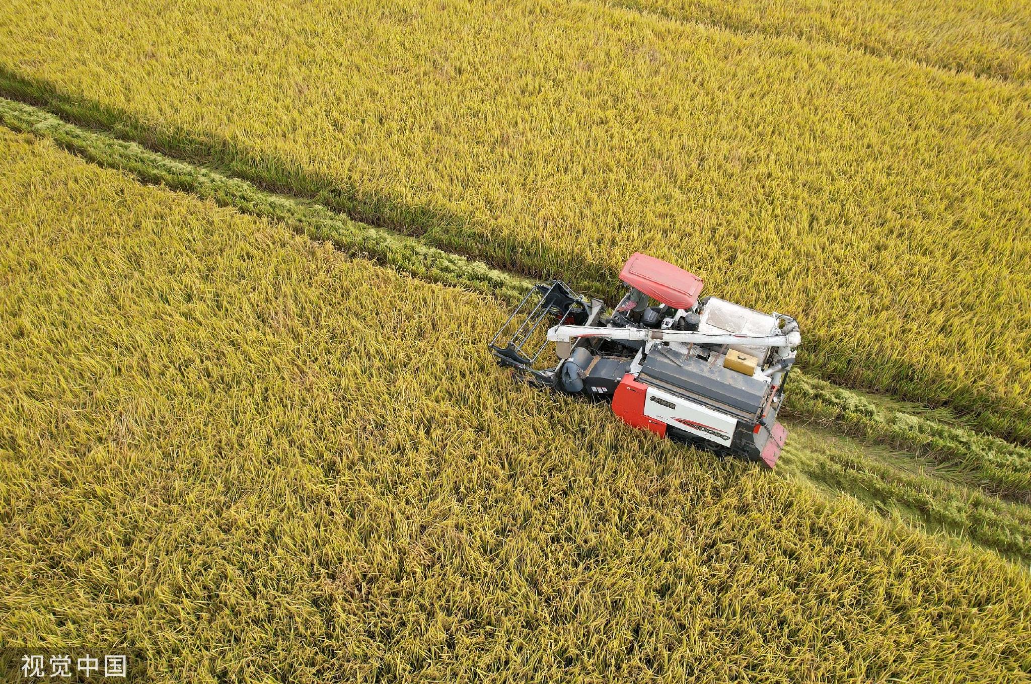 农业农村部:今年粮食生产实现1.3万亿斤以上目标有把握__财经头条