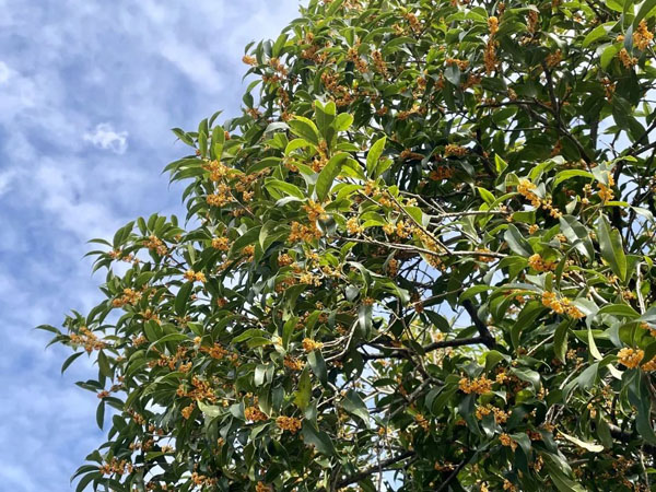 终于香了！国庆期间这里将迎来最佳赏桂期，为何今年开得特别迟？休闲区蓝鸢梦想 - Www.slyday.coM