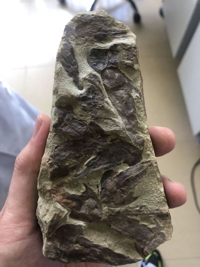 夯实“从鱼到人”演化路径，我国科学家填补“一个顽固存在的重大空白”休闲区蓝鸢梦想 - Www.slyday.coM