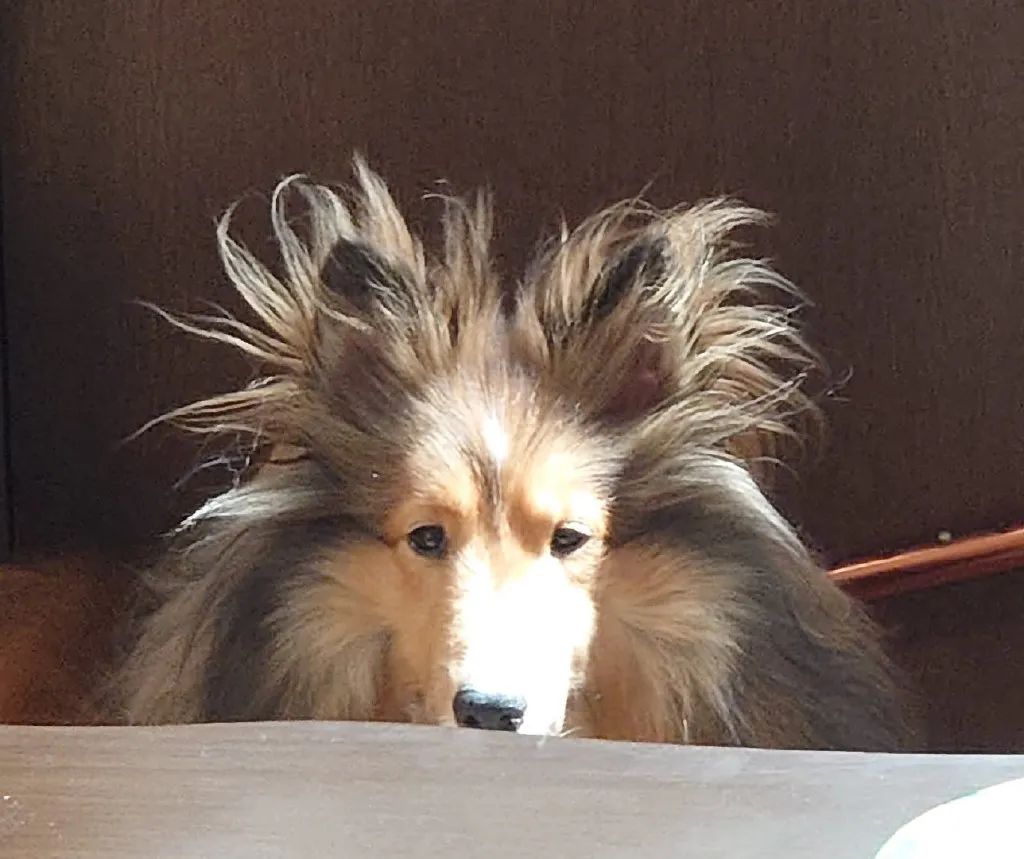 原来狗狗刚睡醒的样子，也是丑到不忍直视了...休闲区蓝鸢梦想 - Www.slyday.coM