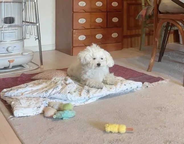 原来狗狗刚睡醒的样子，也是丑到不忍直视了...休闲区蓝鸢梦想 - Www.slyday.coM