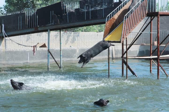 有机食材，你买过吗？盒马：销售逐年增长，购买人数三年来翻了4倍休闲区蓝鸢梦想 - Www.slyday.coM
