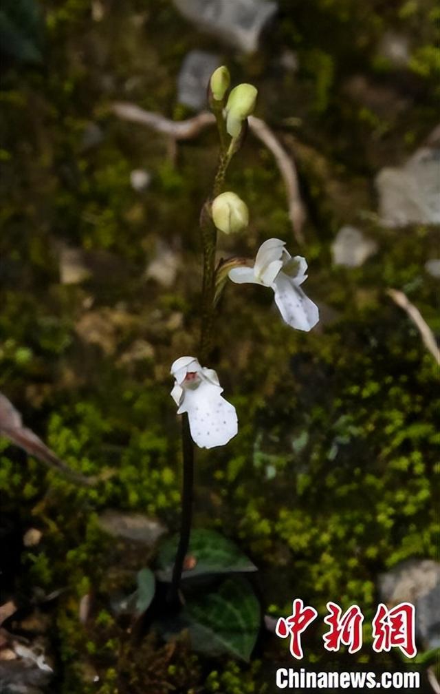 中国科研人员发现兰科植物新物种 呼吁加强保护休闲区蓝鸢梦想 - Www.slyday.coM