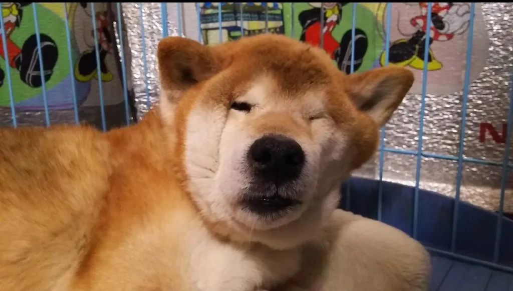 原来狗狗刚睡醒的样子，也是丑到不忍直视了...休闲区蓝鸢梦想 - Www.slyday.coM