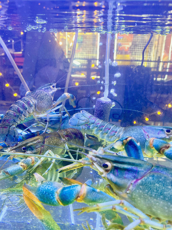 城市微度假休闲区蓝鸢梦想 - Www.slyday.coM