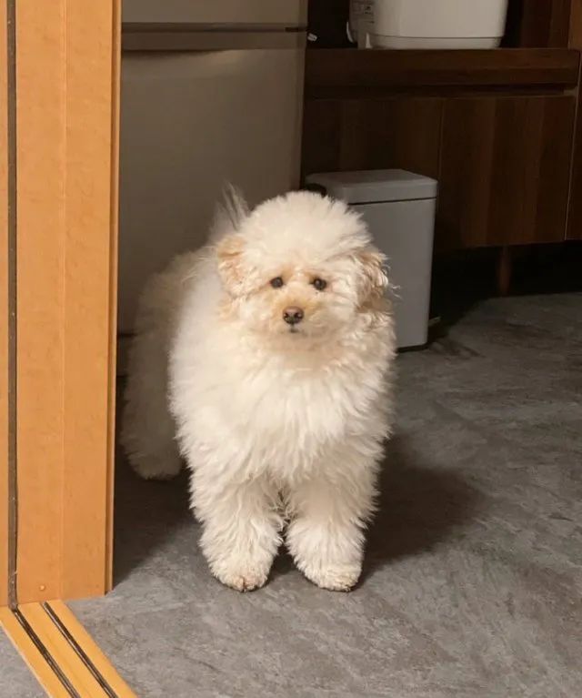 原来狗狗刚睡醒的样子，也是丑到不忍直视了...休闲区蓝鸢梦想 - Www.slyday.coM