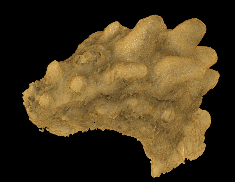 夯实“从鱼到人”演化路径，我国科学家填补“一个顽固存在的重大空白”休闲区蓝鸢梦想 - Www.slyday.coM