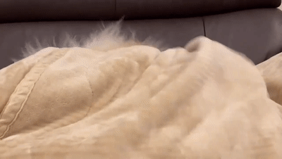 原来狗狗刚睡醒的样子，也是丑到不忍直视了...休闲区蓝鸢梦想 - Www.slyday.coM