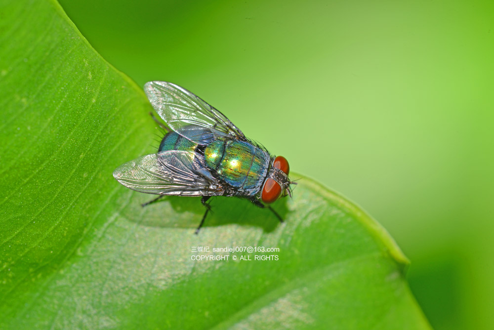 自己的肉饲养肤蝇获得标本的科学家;了解能让凶猛的蚂蚁"爆头"的蚤蝇