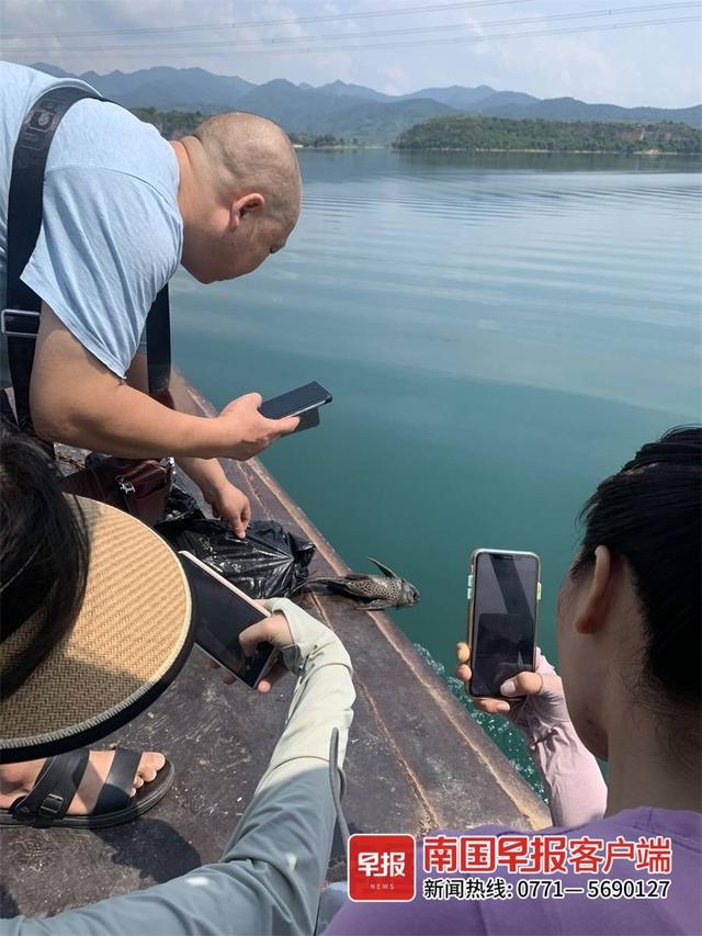 百色一水库有人放生清道夫鱼，当事男子被罚2.8万元休闲区蓝鸢梦想 - Www.slyday.coM