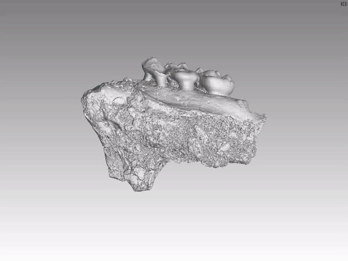 元谋小猿面骨的CT三维动画。图片来源：中科院古脊椎动物与古人类研究所 侯叶茂