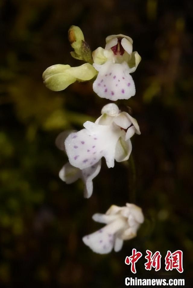 中国科研人员发现兰科植物新物种 呼吁加强保护休闲区蓝鸢梦想 - Www.slyday.coM
