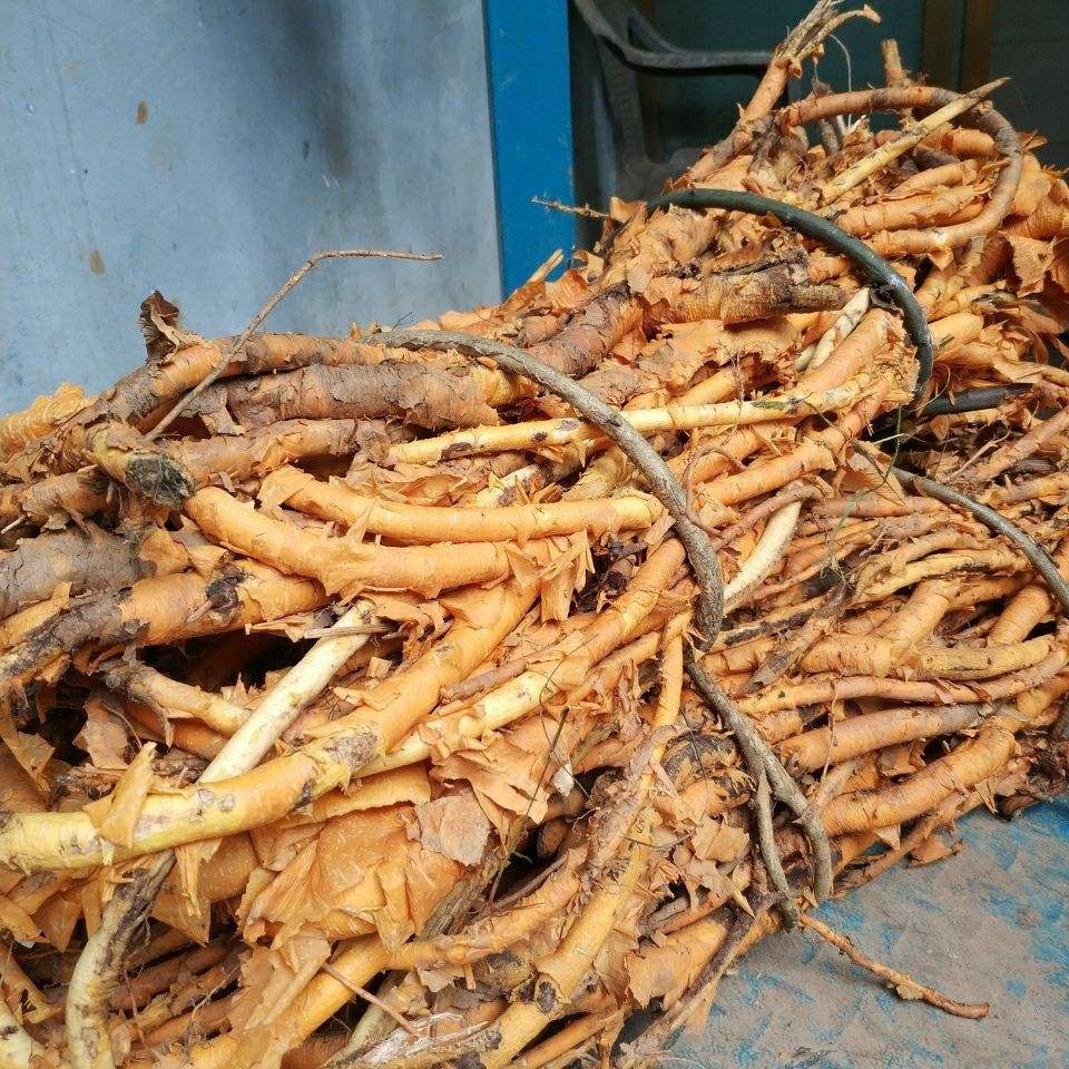 农村带刺的穿破石,人称黄龙退壳,平肝将军,它的价值你知道多少|植物