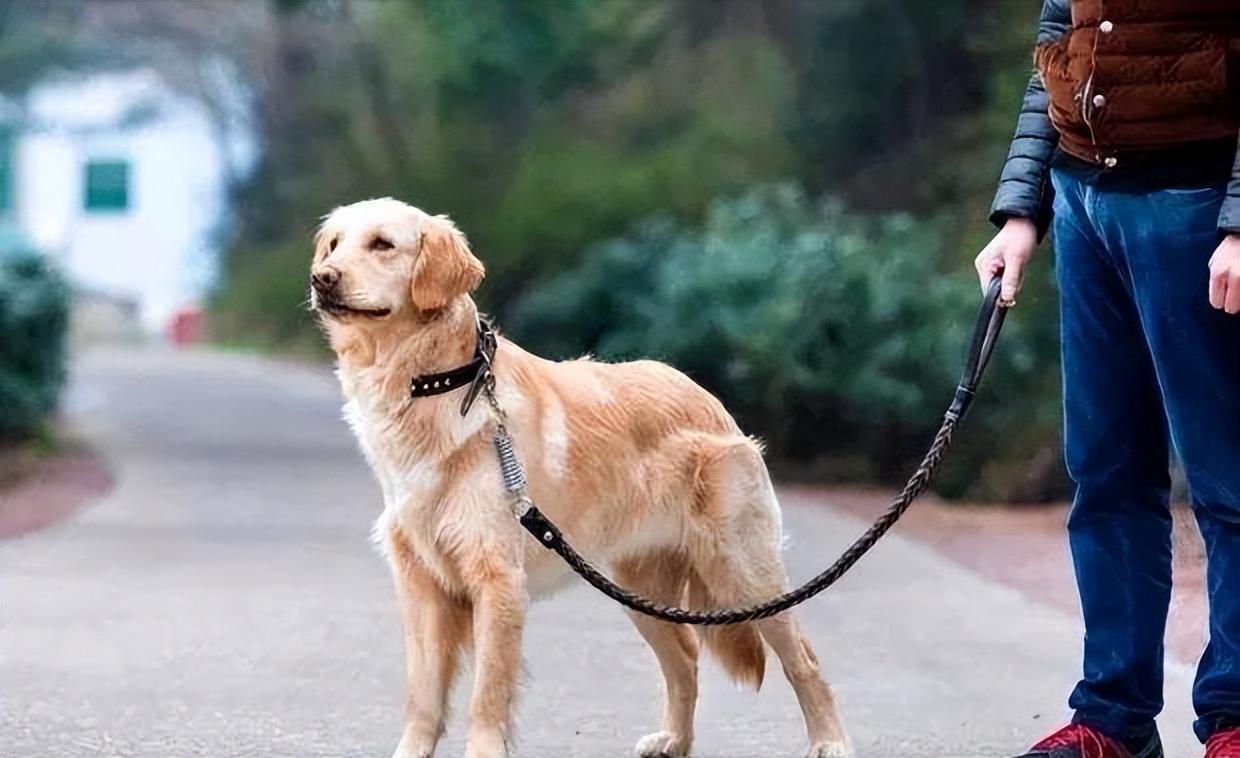 养狗需要准备的东西,“新手”看过来休闲区蓝鸢梦想 - Www.slyday.coM 养狗需要准备的东西,“新手”看过来休闲区蓝鸢梦想 - Www.slyday.coM