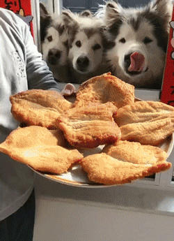 养狗需要准备的东西,“新手”看过来休闲区蓝鸢梦想 - Www.slyday.coM 养狗需要准备的东西,“新手”看过来休闲区蓝鸢梦想 - Www.slyday.coM