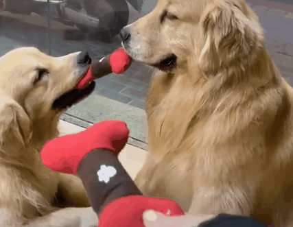 养狗需要准备的东西,“新手”看过来休闲区蓝鸢梦想 - Www.slyday.coM 养狗需要准备的东西,“新手”看过来休闲区蓝鸢梦想 - Www.slyday.coM