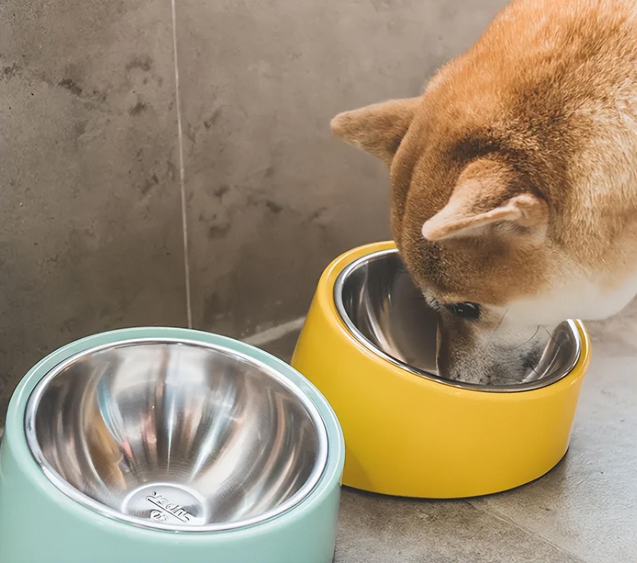 养狗需要准备的东西,“新手”看过来休闲区蓝鸢梦想 - Www.slyday.coM 养狗需要准备的东西,“新手”看过来休闲区蓝鸢梦想 - Www.slyday.coM