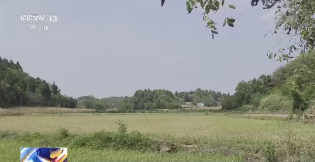 四川一女子躲玉米地接听诈骗电话，民警紧急搜寻劝阻！休闲区蓝鸢梦想 - Www.slyday.coM