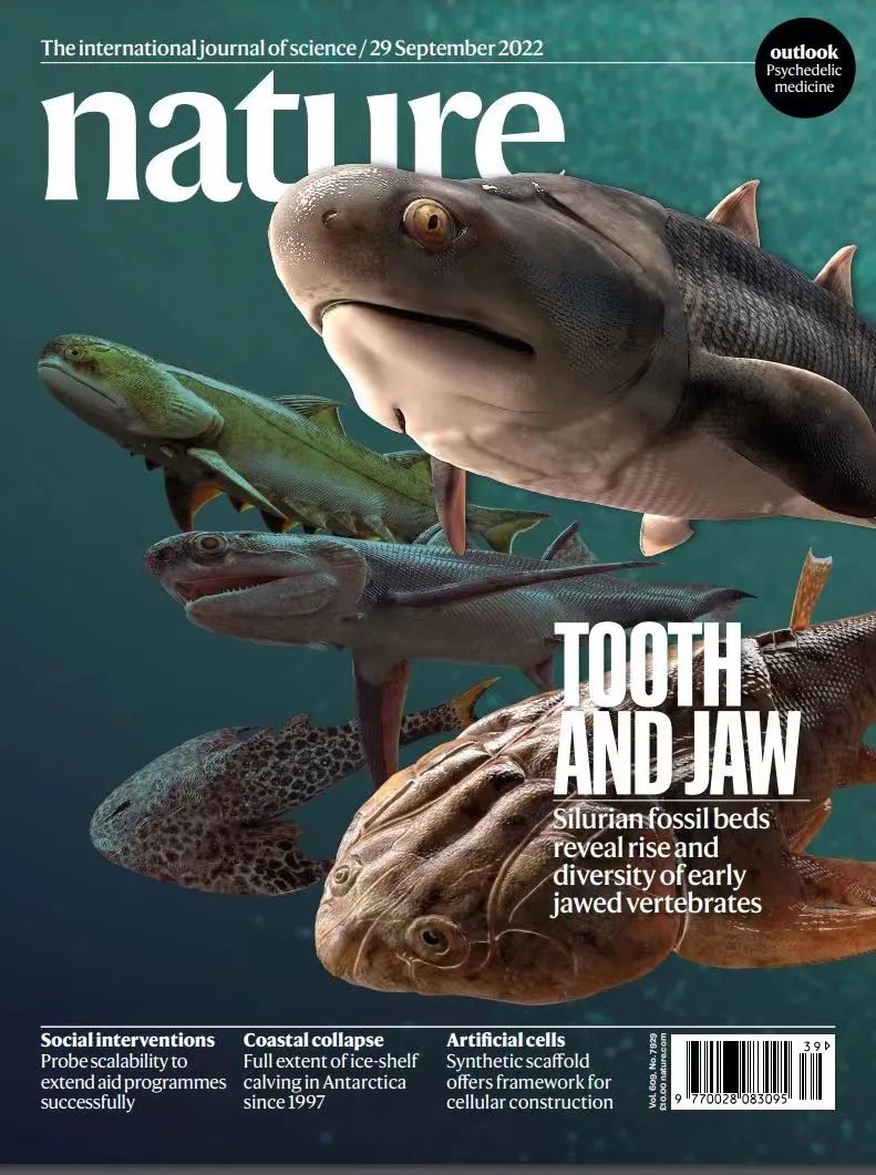 “化石”《自然》封面四文齐发！我国最新研究改写“从鱼到人”演化史