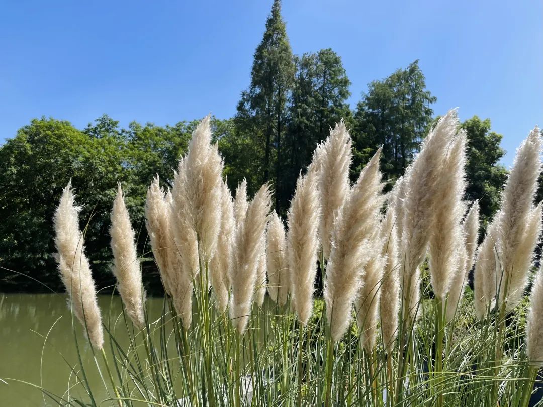 在上海植物园的大草坪,松柏园,园内花坛花境等处,都种植了一些蒲苇,与