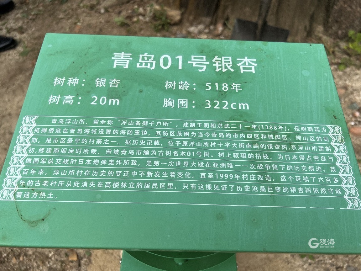 518岁的“青岛01号古树”有了“树管家”休闲区蓝鸢梦想 - Www.slyday.coM