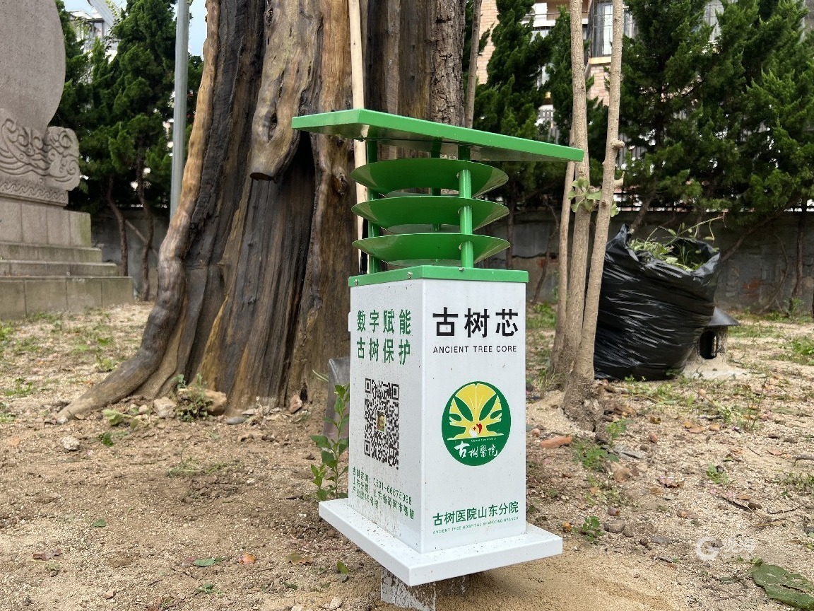 518岁的“青岛01号古树”有了“树管家”休闲区蓝鸢梦想 - Www.slyday.coM
