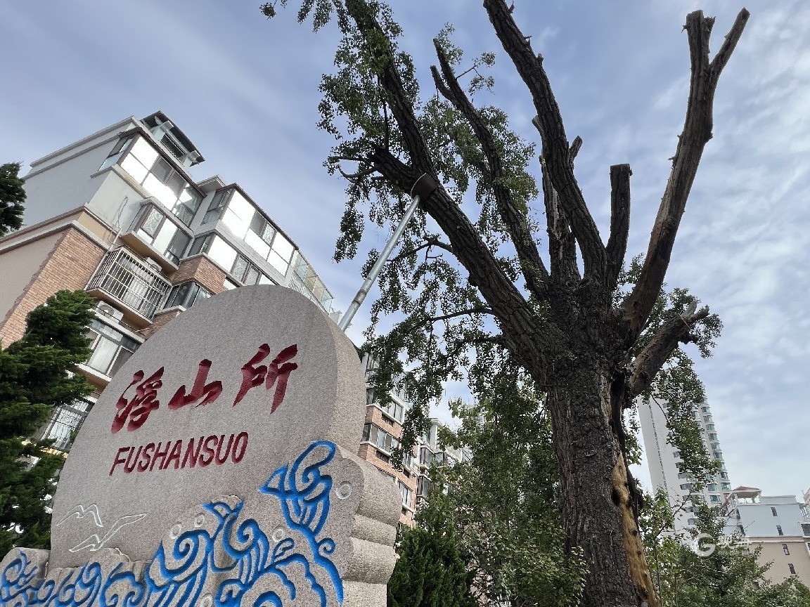 518岁的“青岛01号古树”有了“树管家”休闲区蓝鸢梦想 - Www.slyday.coM