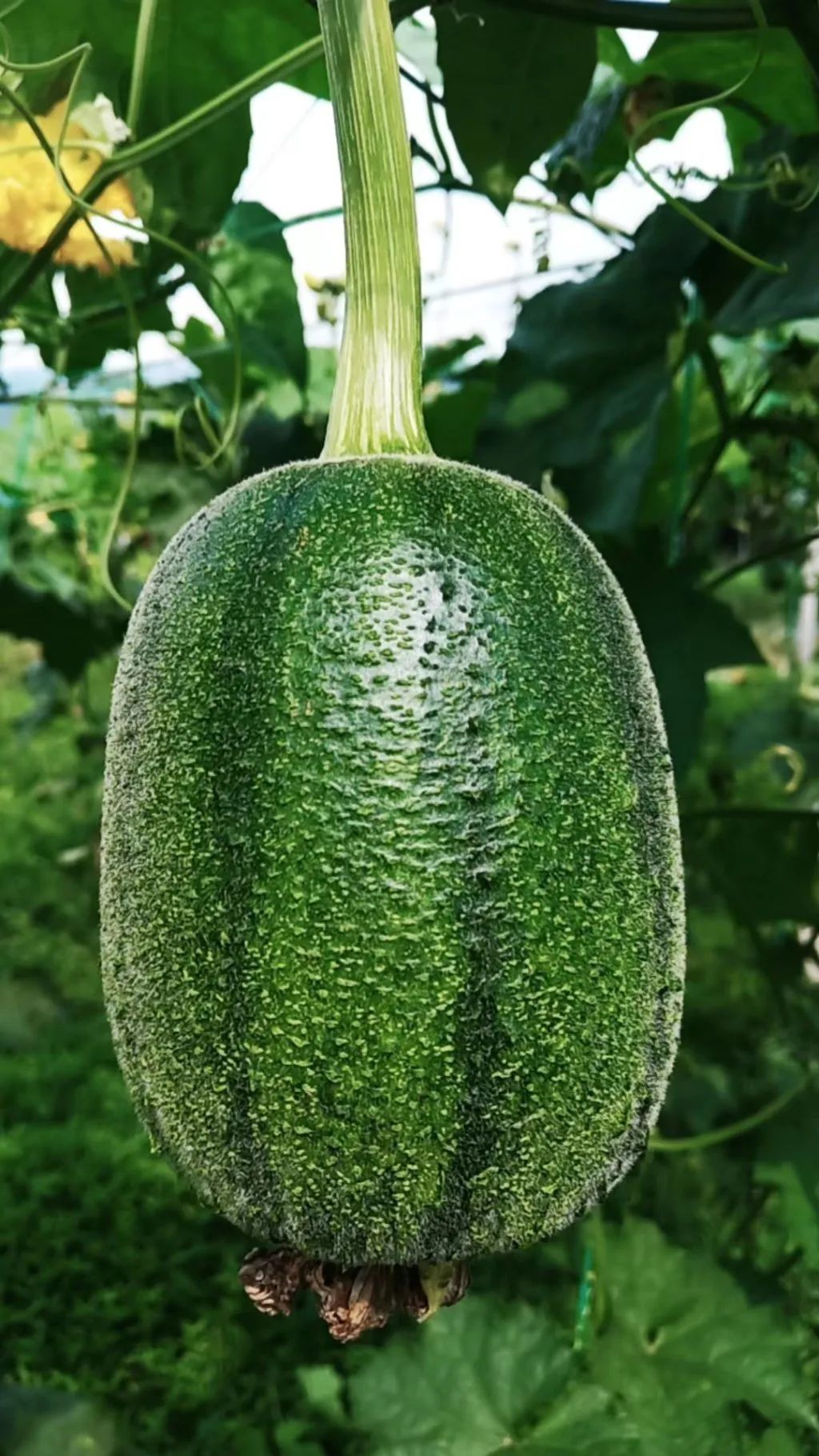 苹果味的丝瓜,你吃过吗?__财经头条