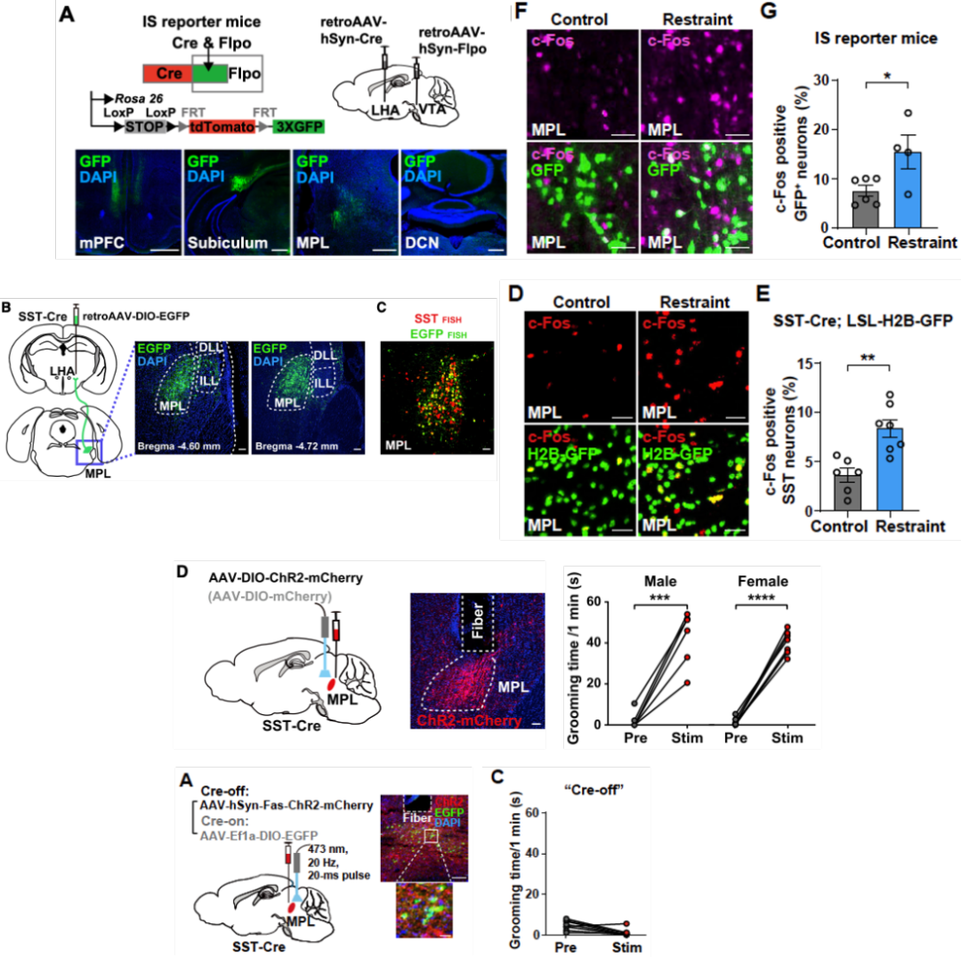 Ppc Cortex Mouse Neuron:紧张焦虑就会不自觉抓耳挠腮?那是大脑在自我缓解压力!__财经头条