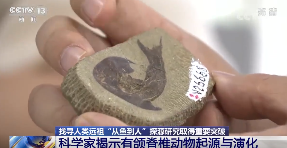 “从鱼到人”有了关键证据！我国科学家证实人类是从鱼进化来的休闲区蓝鸢梦想 - Www.slyday.coM