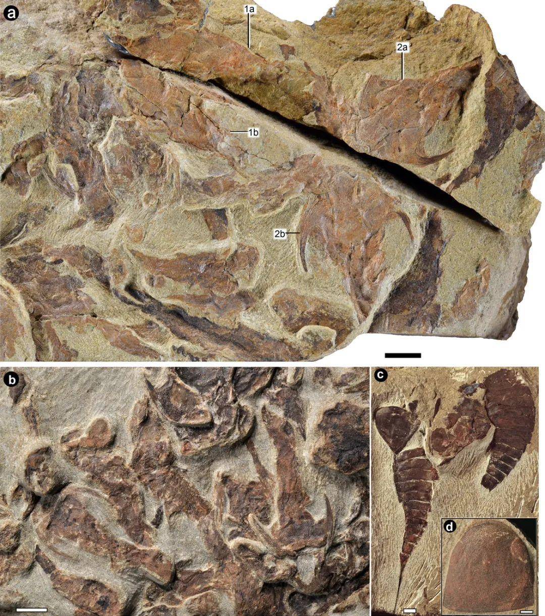 古生物学家确定已知最早的哺乳动物：生活在2.25亿年前的Brasilodon quadrangularis - 化石网