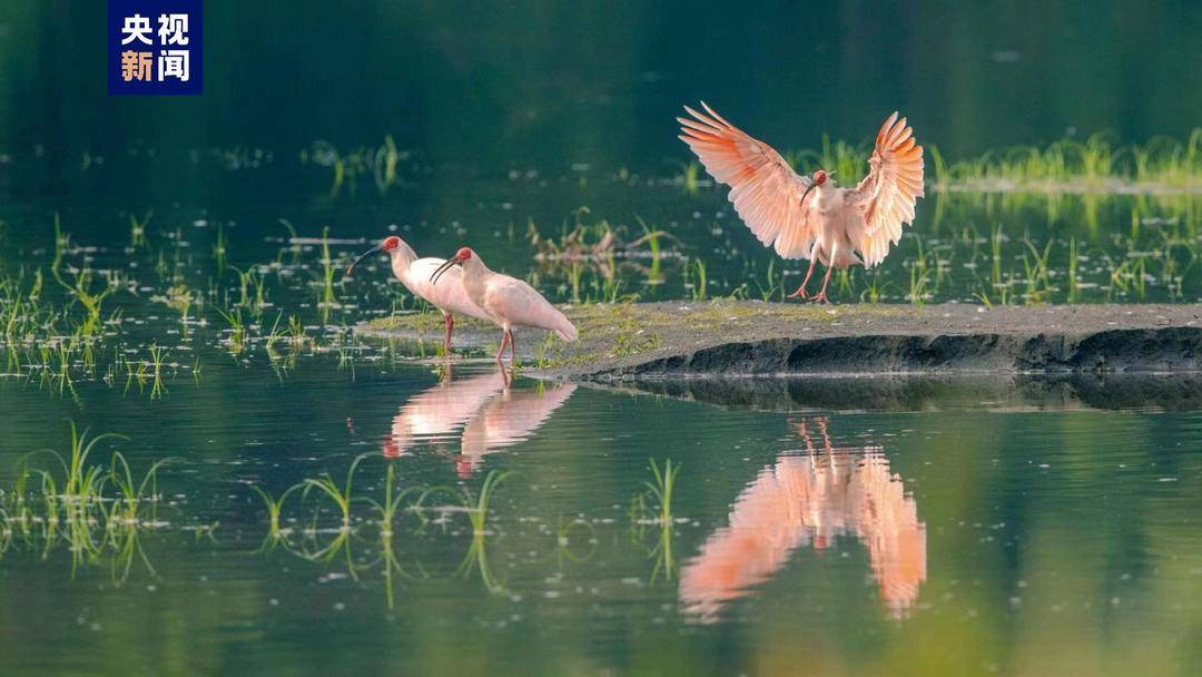 种群空间特征有哪些 不属于空间特征的选项