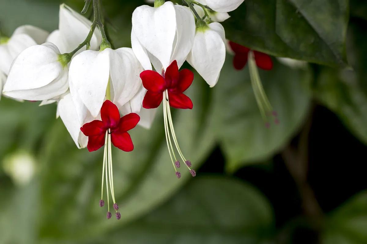 珍贵纯洁，内心热诚一一（白萼红冠）白龙吐珠花。摄于自家露台。
