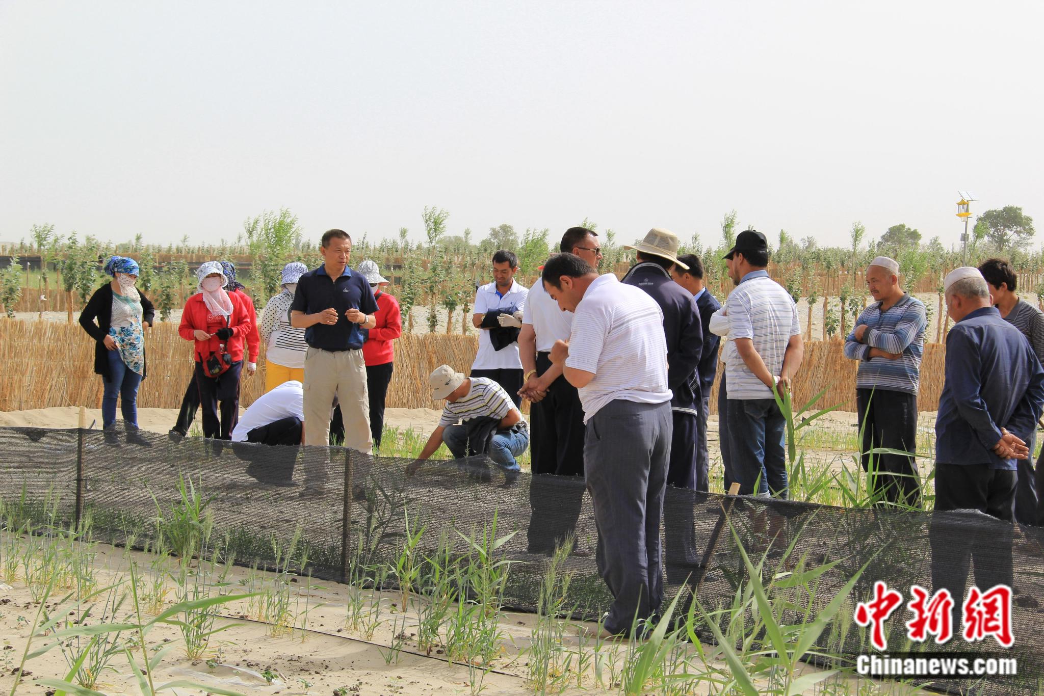 【中国梦·大国工匠篇】从一棵树到一片林,他用三十余年守护沙漠绿洲