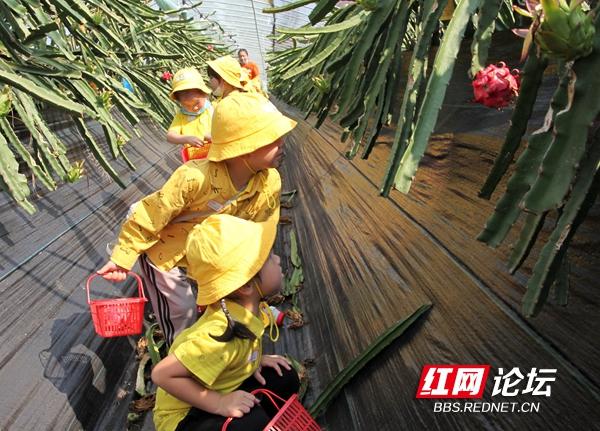 当幼儿园里的小朋友走进果园，萌娃们的梦里一定有了丰收的图画休闲区蓝鸢梦想 - Www.slyday.coM