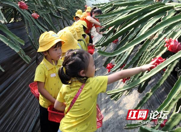 当幼儿园里的小朋友走进果园，萌娃们的梦里一定有了丰收的图画休闲区蓝鸢梦想 - Www.slyday.coM