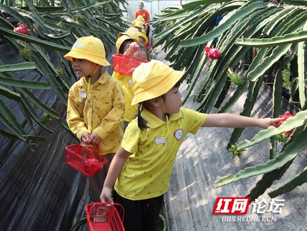 当幼儿园里的小朋友走进果园，萌娃们的梦里一定有了丰收的图画休闲区蓝鸢梦想 - Www.slyday.coM