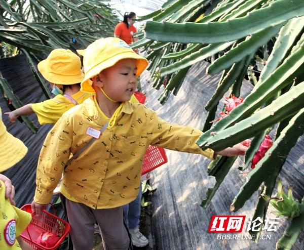当幼儿园里的小朋友走进果园，萌娃们的梦里一定有了丰收的图画休闲区蓝鸢梦想 - Www.slyday.coM