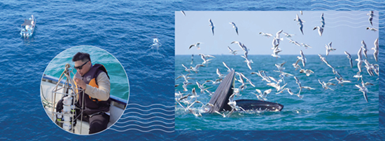 广西科学院海洋哺乳动物研究与科学教育创新团队对涠洲岛海域的布氏鲸开展科学调查。受访者供图