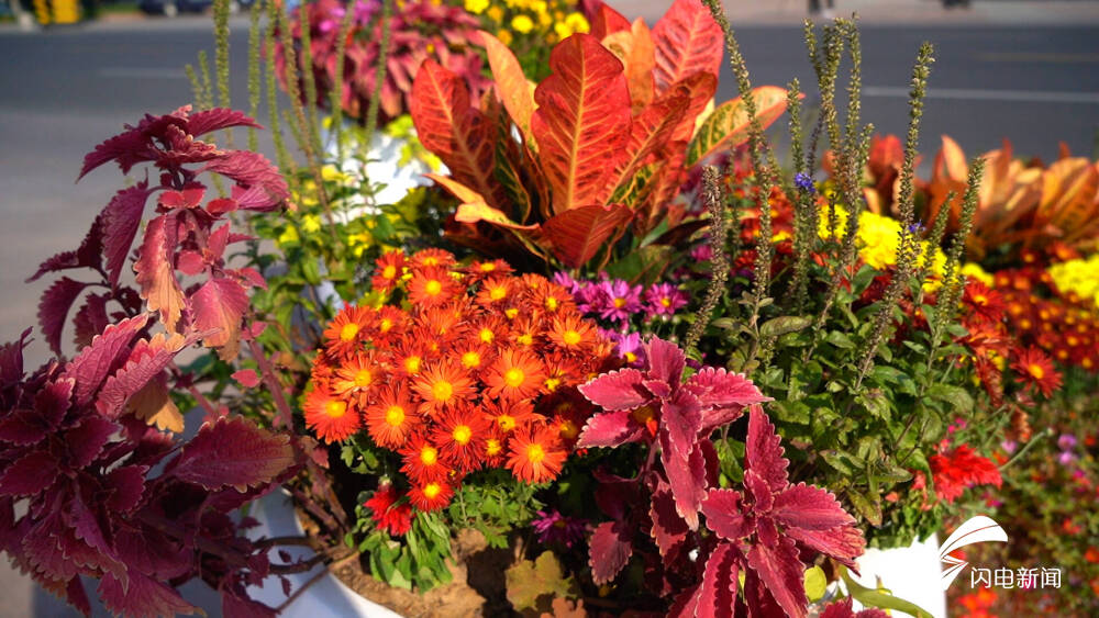 德州：花坛、国旗、中国结！国庆“氛围感”已拉满！你感受到了吗？休闲区蓝鸢梦想 - Www.slyday.coM