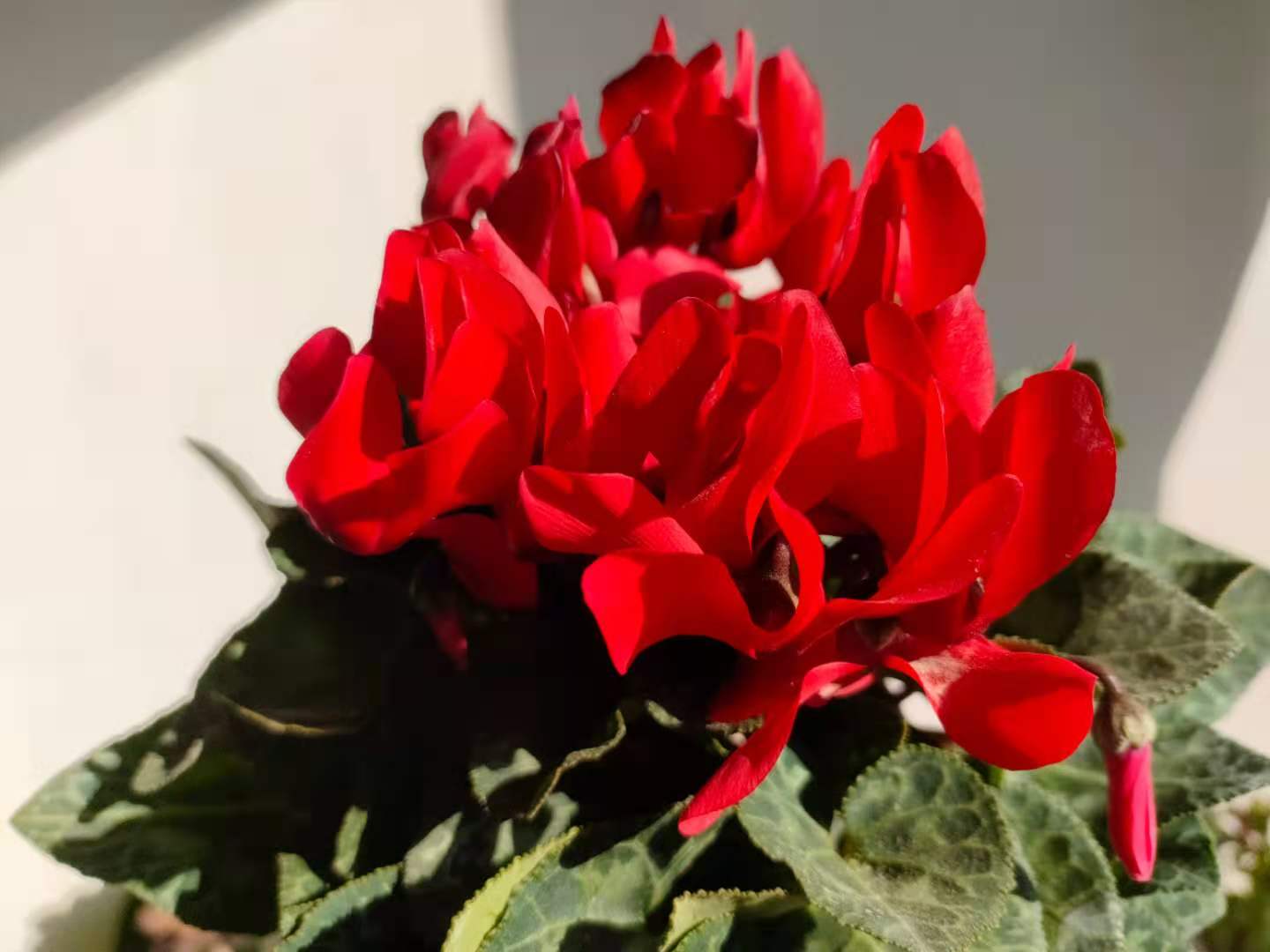 仙客来难养,容易黄叶、萎蔫?做好这5点,叶芽、花芽冒不停休闲区蓝鸢梦想 - Www.slyday.coM 仙客来难养,容易黄叶、萎蔫?做好这5点,叶芽、花芽冒不停休闲区蓝鸢梦想 - Www.slyday.coM