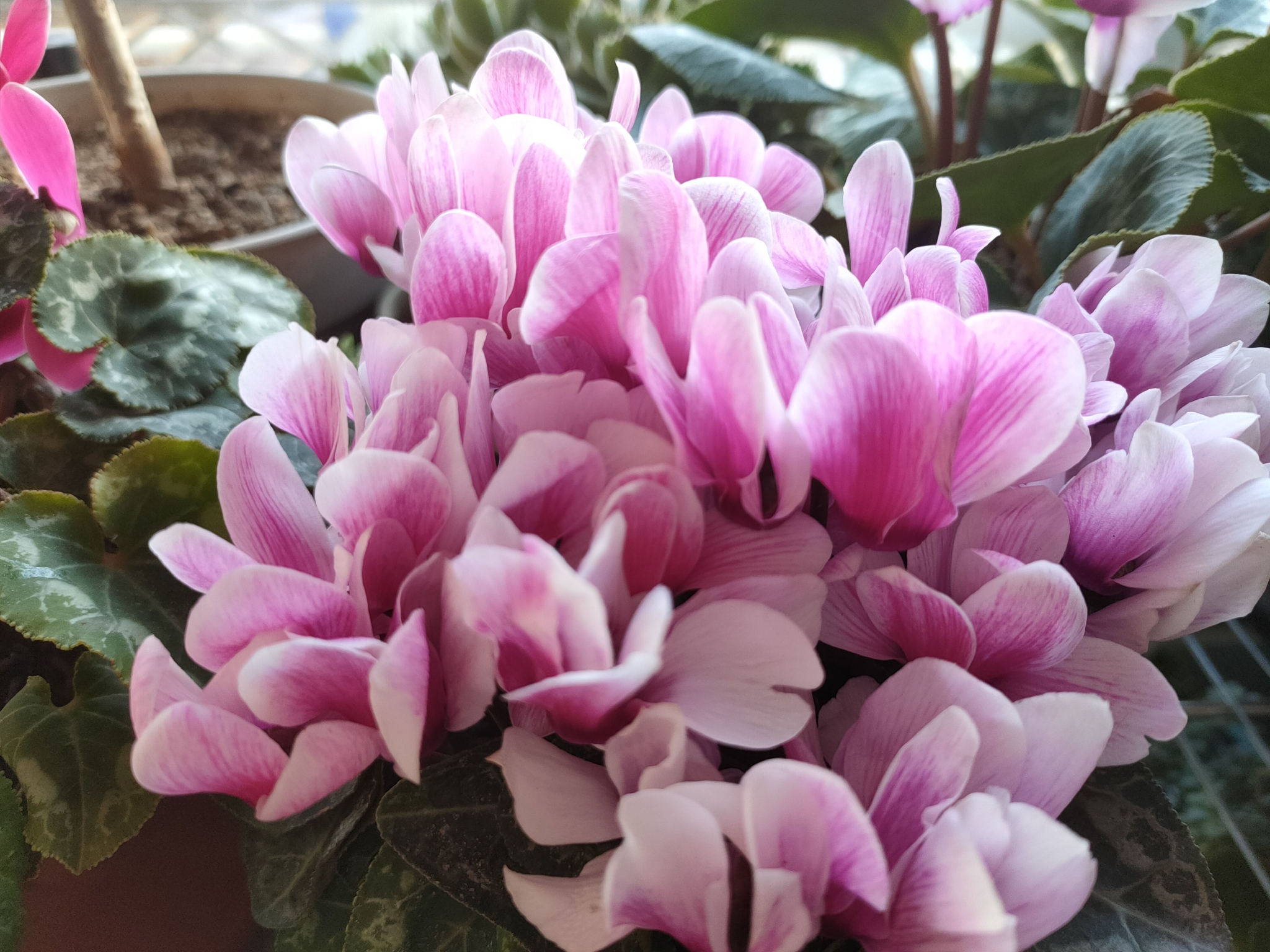 仙客来难养,容易黄叶、萎蔫?做好这5点,叶芽、花芽冒不停休闲区蓝鸢梦想 - Www.slyday.coM 仙客来难养,容易黄叶、萎蔫?做好这5点,叶芽、花芽冒不停休闲区蓝鸢梦想 - Www.slyday.coM