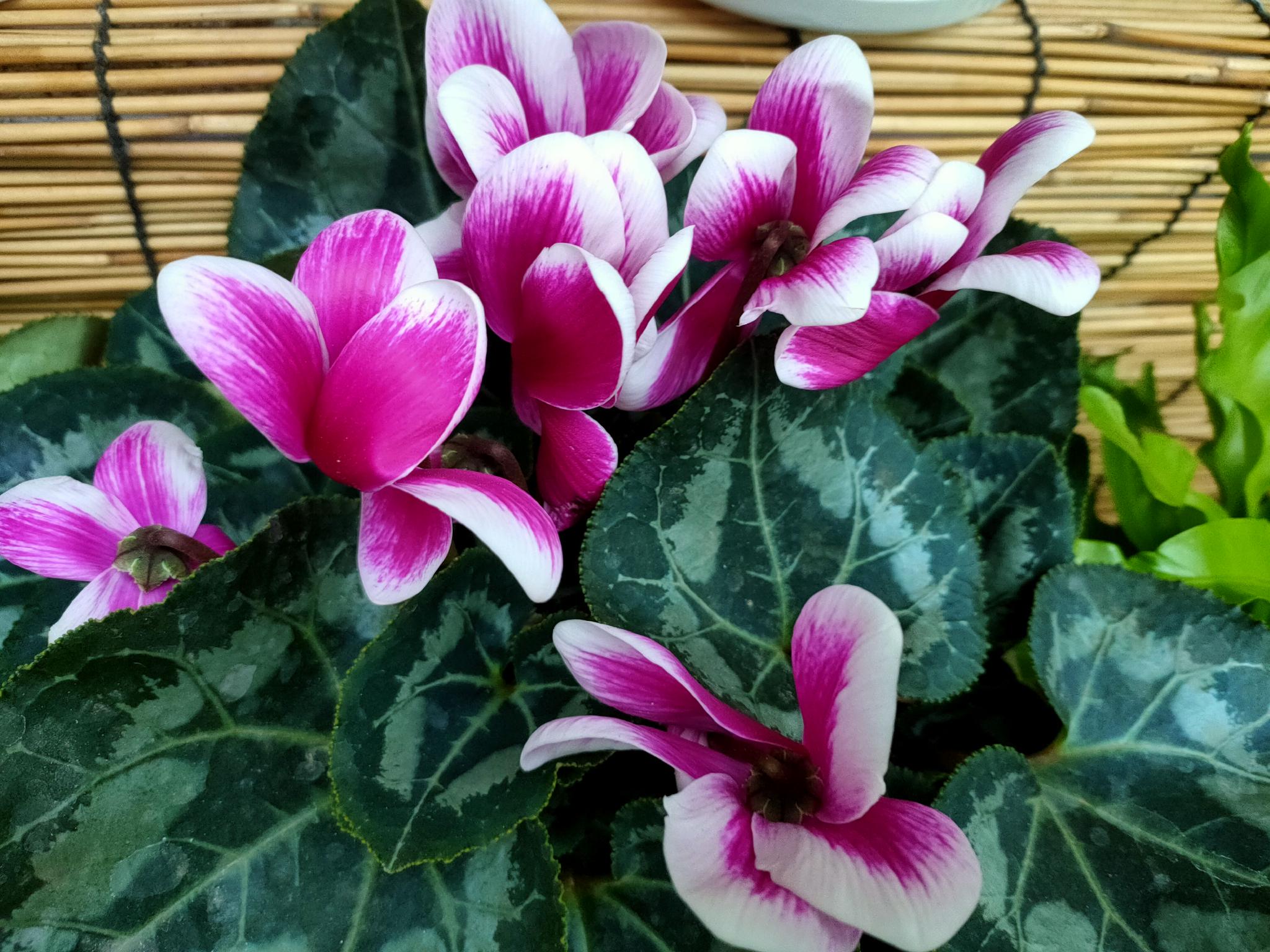 仙客来难养,容易黄叶、萎蔫?做好这5点,叶芽、花芽冒不停休闲区蓝鸢梦想 - Www.slyday.coM 仙客来难养,容易黄叶、萎蔫?做好这5点,叶芽、花芽冒不停休闲区蓝鸢梦想 - Www.slyday.coM