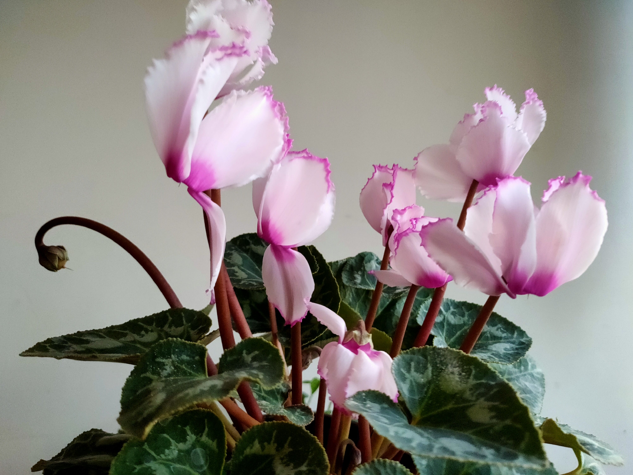 仙客来难养,容易黄叶、萎蔫?做好这5点,叶芽、花芽冒不停休闲区蓝鸢梦想 - Www.slyday.coM 仙客来难养,容易黄叶、萎蔫?做好这5点,叶芽、花芽冒不停休闲区蓝鸢梦想 - Www.slyday.coM