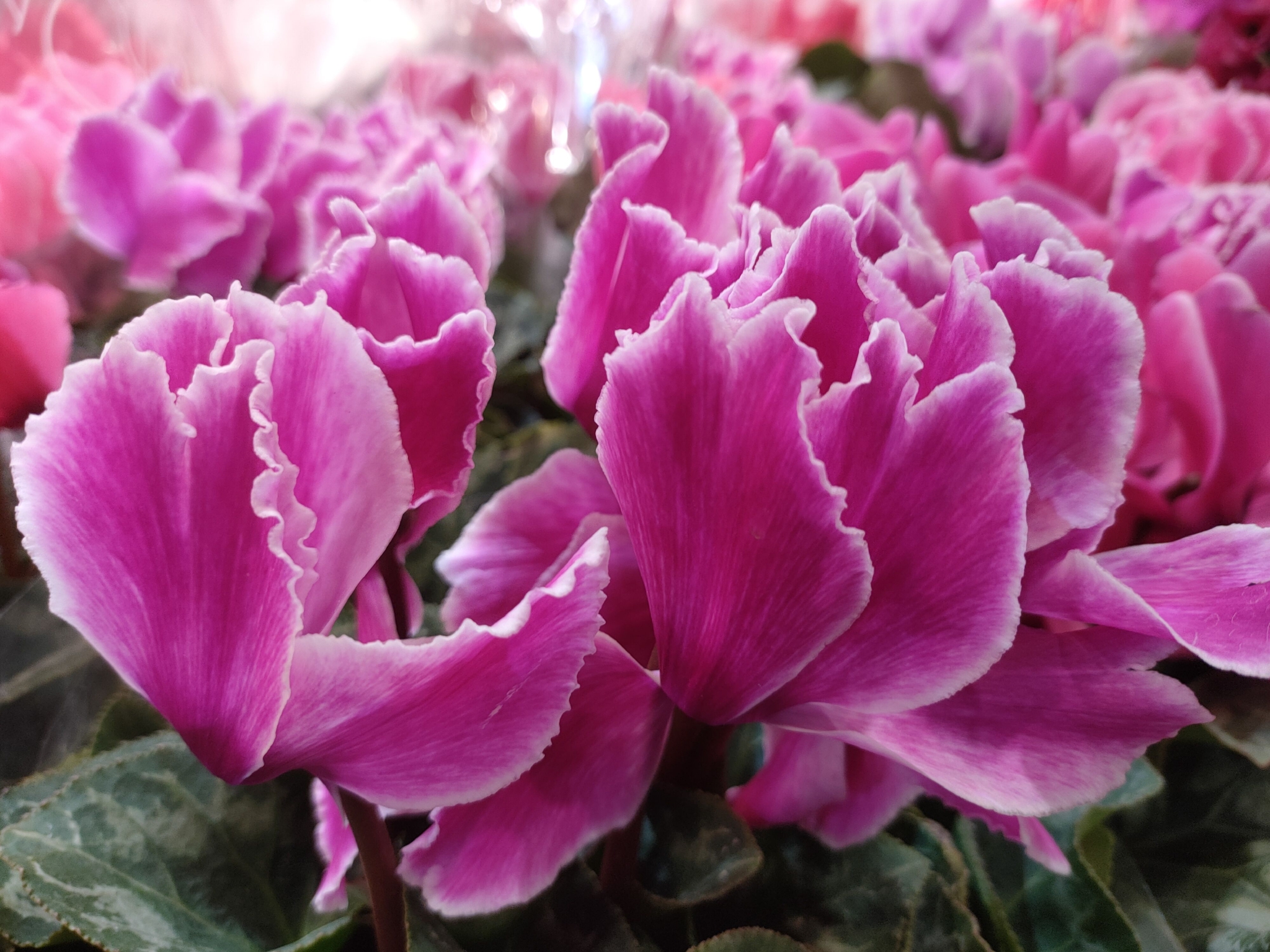 仙客来难养,容易黄叶、萎蔫?做好这5点,叶芽、花芽冒不停休闲区蓝鸢梦想 - Www.slyday.coM 仙客来难养,容易黄叶、萎蔫?做好这5点,叶芽、花芽冒不停休闲区蓝鸢梦想 - Www.slyday.coM