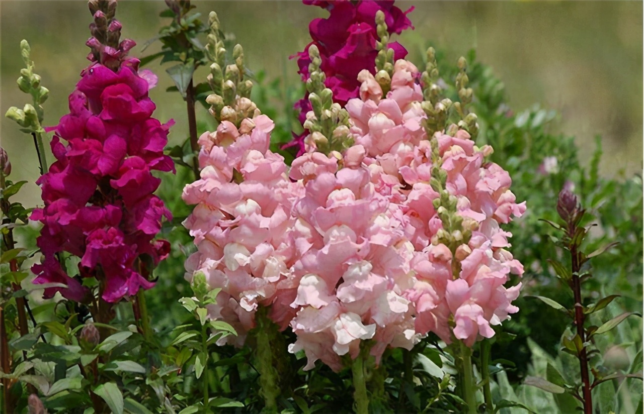 金鱼草花形俏皮可爱,是优良的切花品种,学会播种繁殖,拥有花海|金鱼草