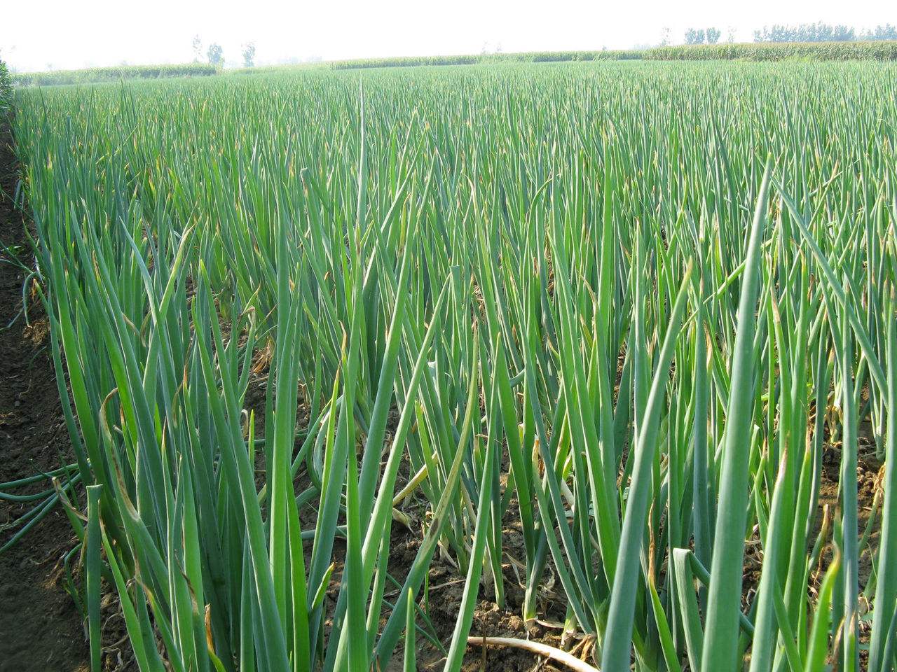 现在是种植小葱的好时候,想要小葱长得好出苗齐,要注意这几点休闲区蓝鸢梦想 - Www.slyday.coM 现在是种植小葱的好时候,想要小葱长得好出苗齐,要注意这几点休闲区蓝鸢梦想 - Www.slyday.coM