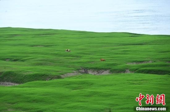 三峡库区重庆涪陵红酒小镇段，大面积的消落带长满了绿色野草，成为一道独特而美丽的自然景观。 中新社记者 陈超 摄