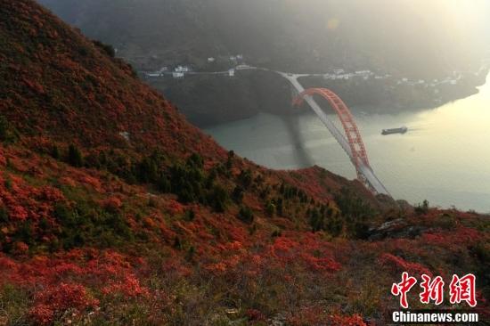 重庆巫山县漫山遍野的红叶与三峡形成一幅“美丽画卷”。中新社记者 陈超 摄