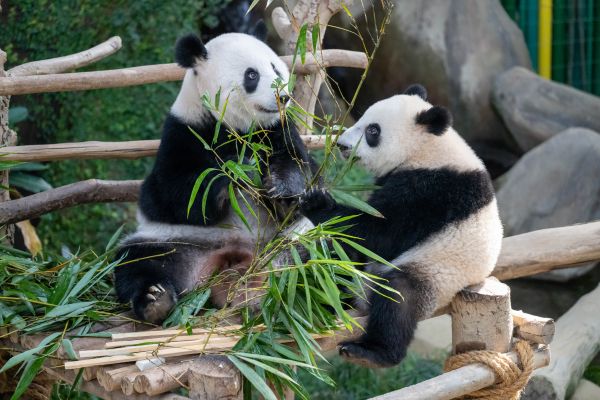 “熊猫”法媒：熊猫，中国友谊的使者